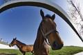 Nature thoroughbred fisheye portrait calumet horse farm lexington kentucky